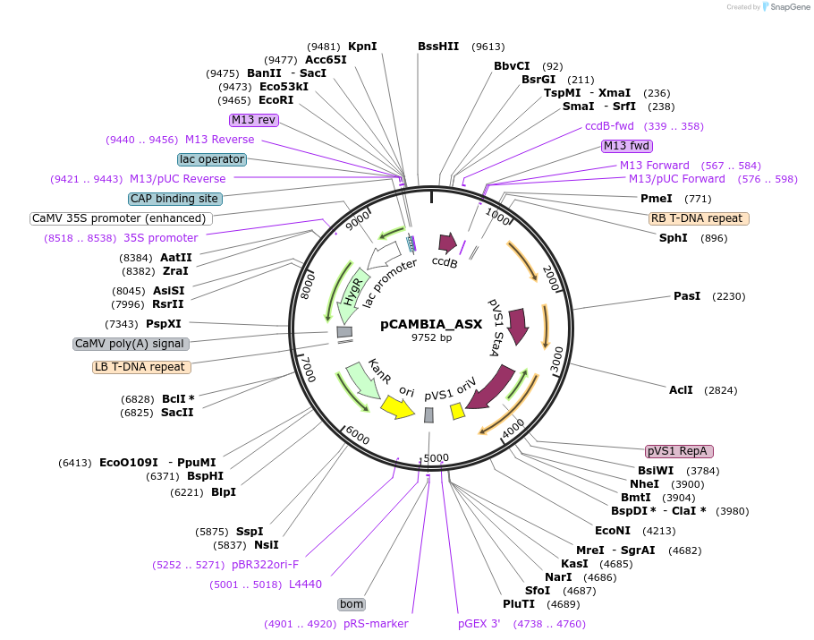 98888-plasmid-map-sequence-id-201568