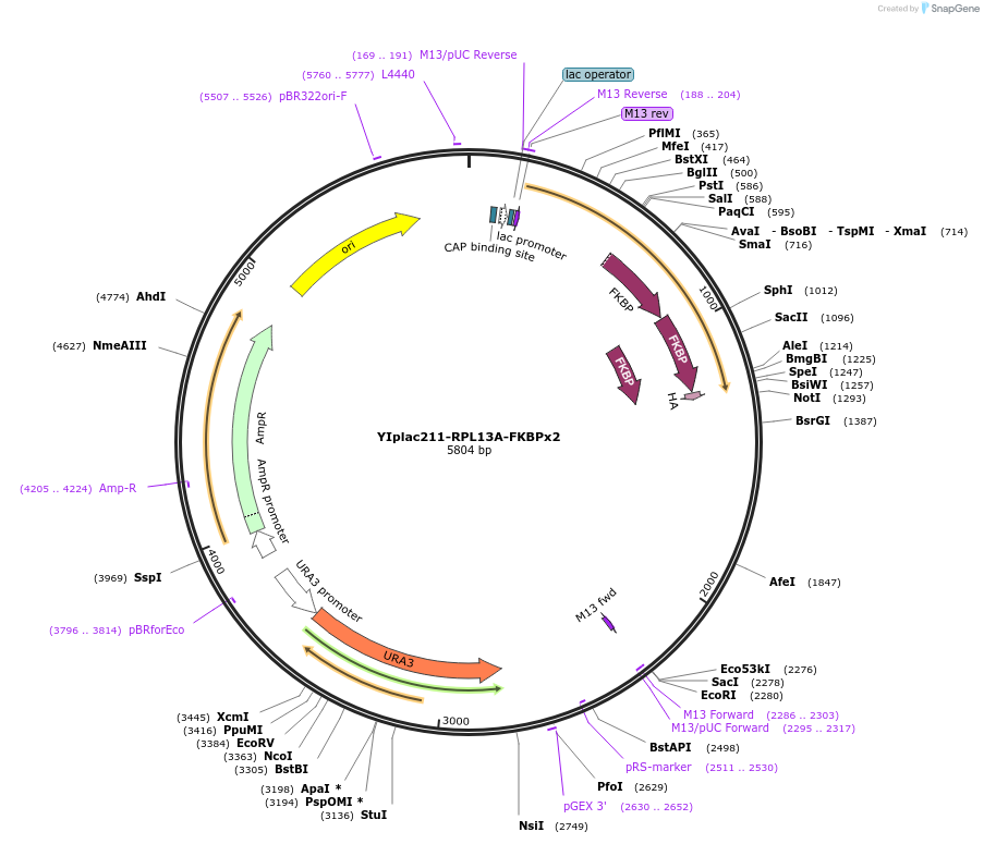 104473-plasmid-map-sequence-id-201577