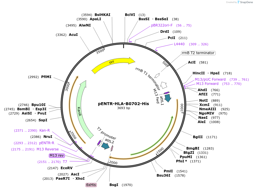 104849-plasmid-map-sequence-id-201596