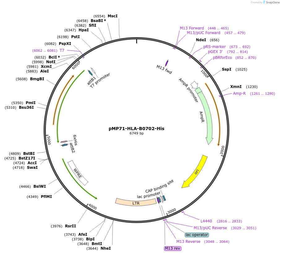 104850-plasmid-map-sequence-id-201598