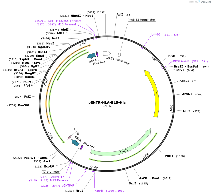 104837-plasmid-map-sequence-id-201601
