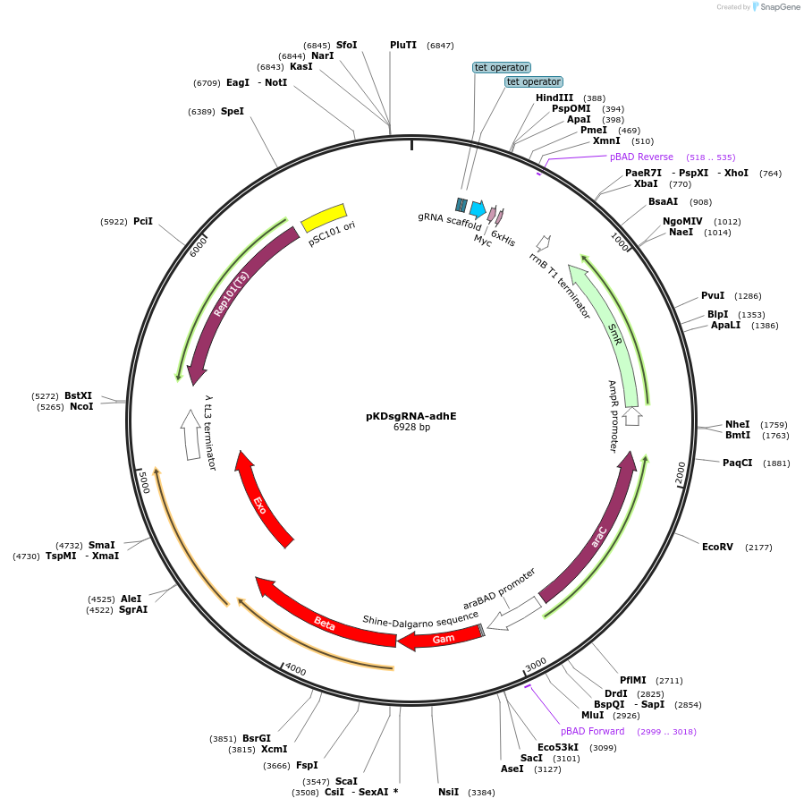 102290-plasmid-map-sequence-id-201608