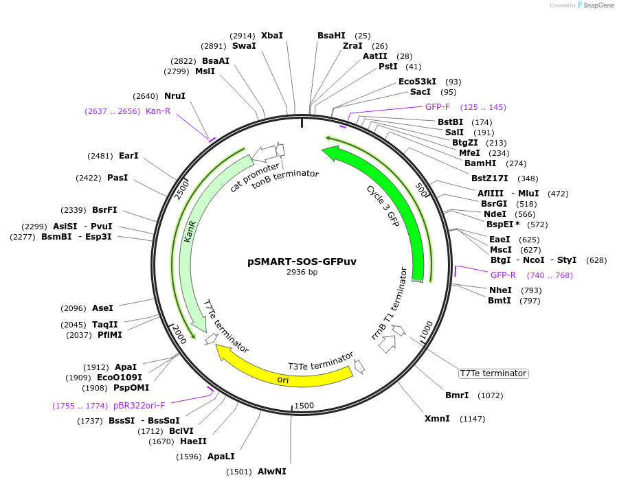 102283-plasmid-map-sequence-id-201610