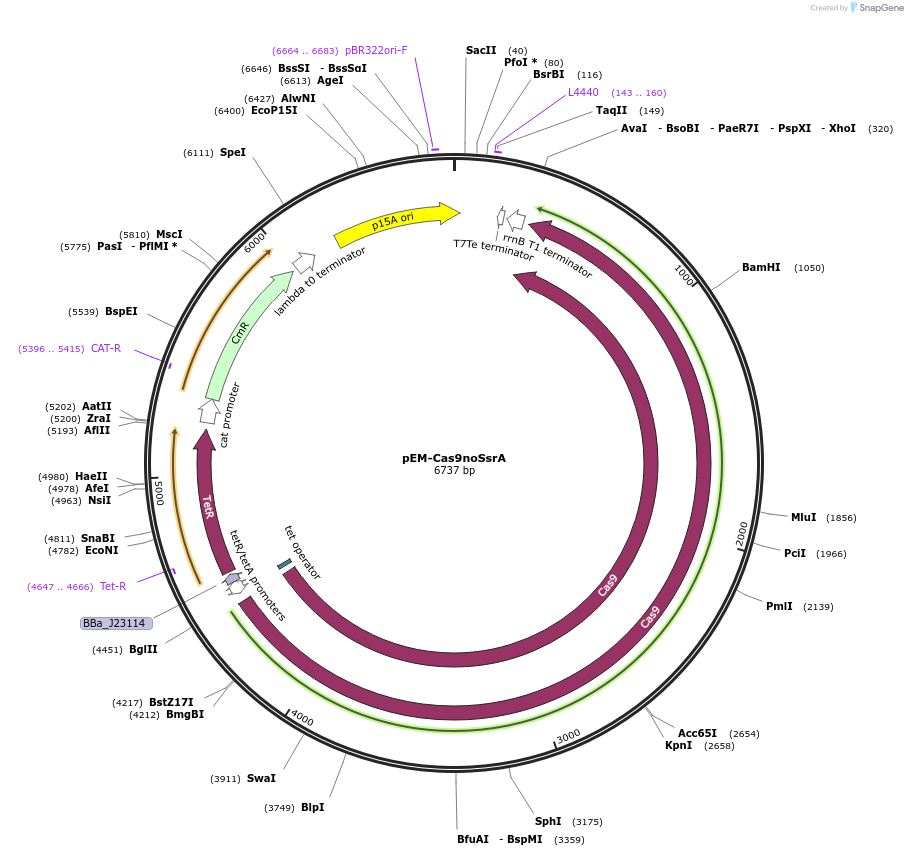 102285-plasmid-map-sequence-id-201611