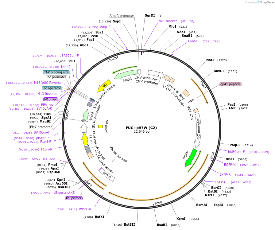 74018-plasmid-map-sequence-id-201618