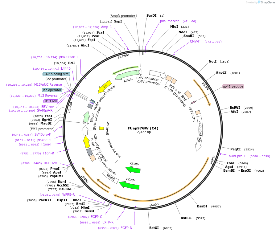 74020-plasmid-map-sequence-id-201619