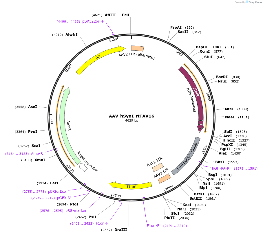 102367-plasmid-map-sequence-id-201644