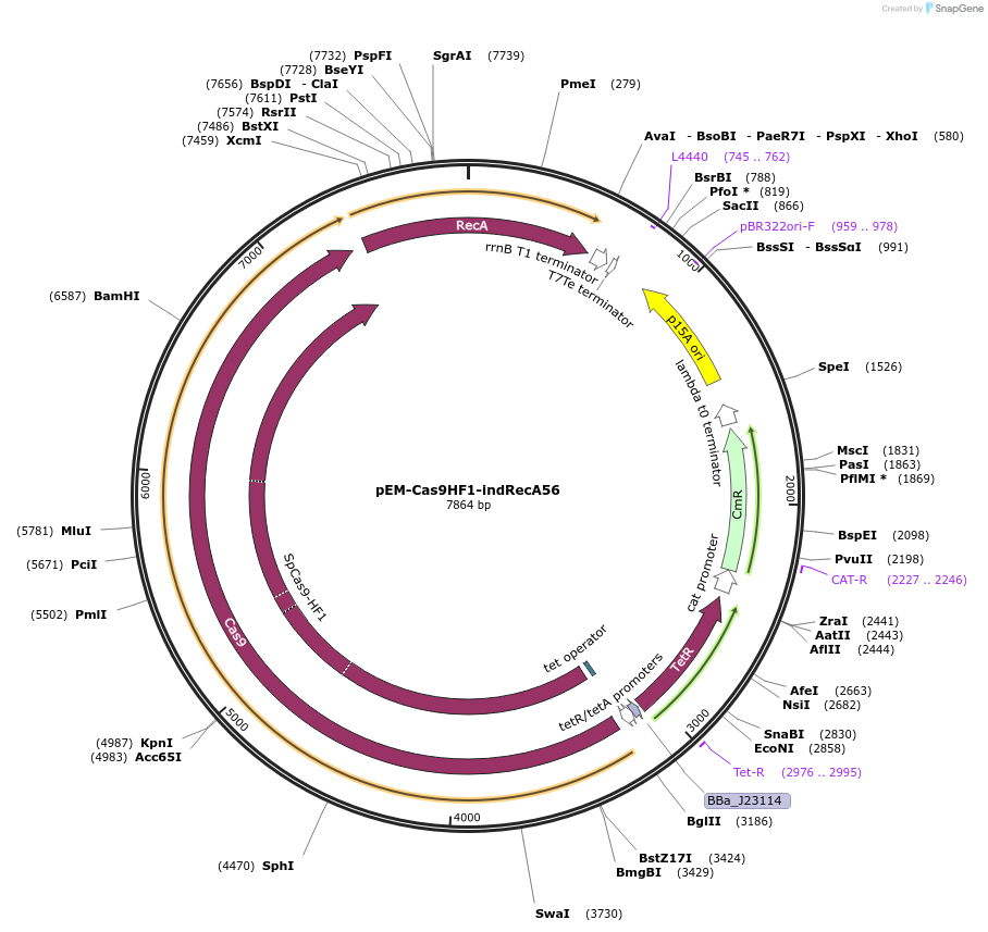 102294-plasmid-map-sequence-id-201645