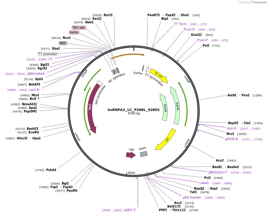 104469-plasmid-map-sequence-id-201650