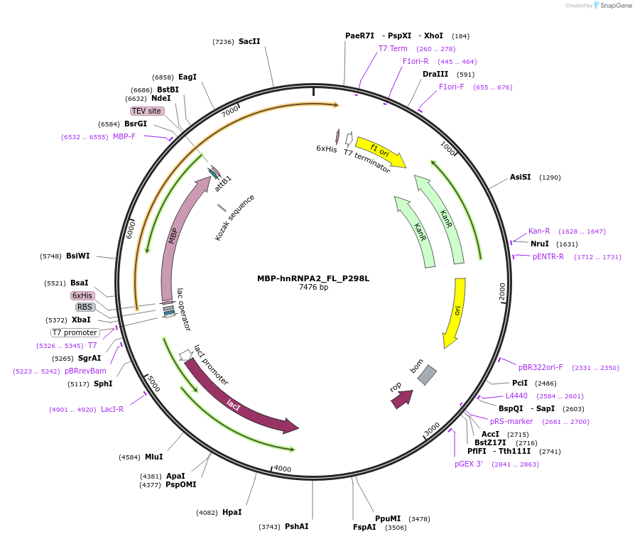 104468-plasmid-map-sequence-id-201655