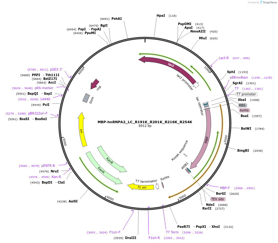 104467-plasmid-map-sequence-id-201657