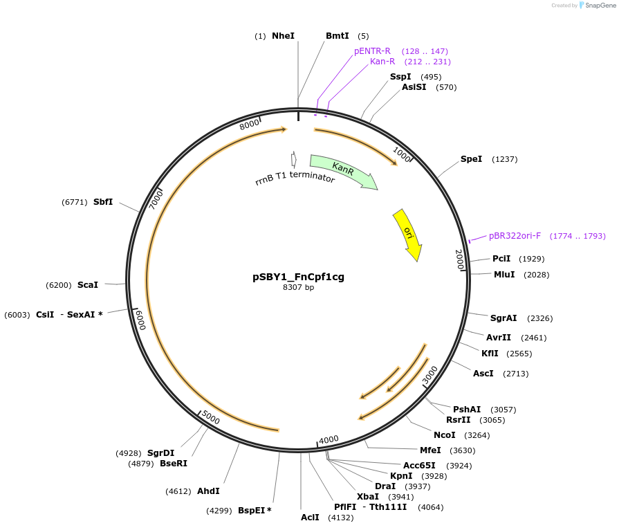 104622-plasmid-map-sequence-id-201661