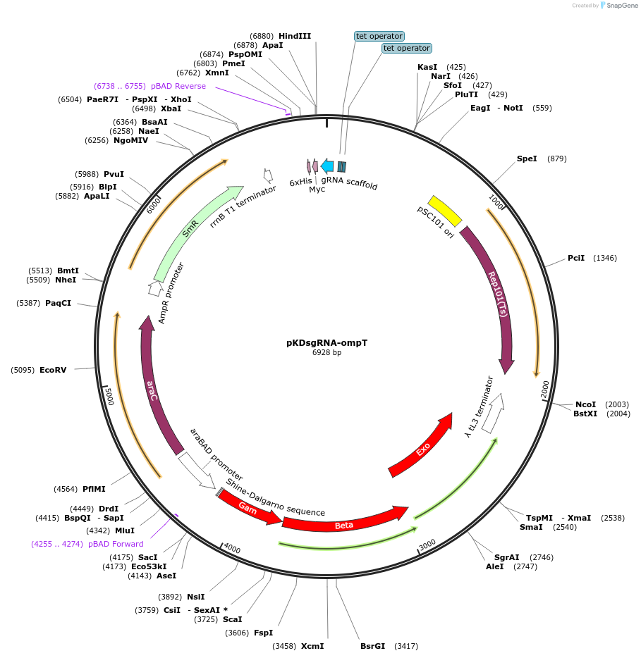 102291-plasmid-map-sequence-id-201662