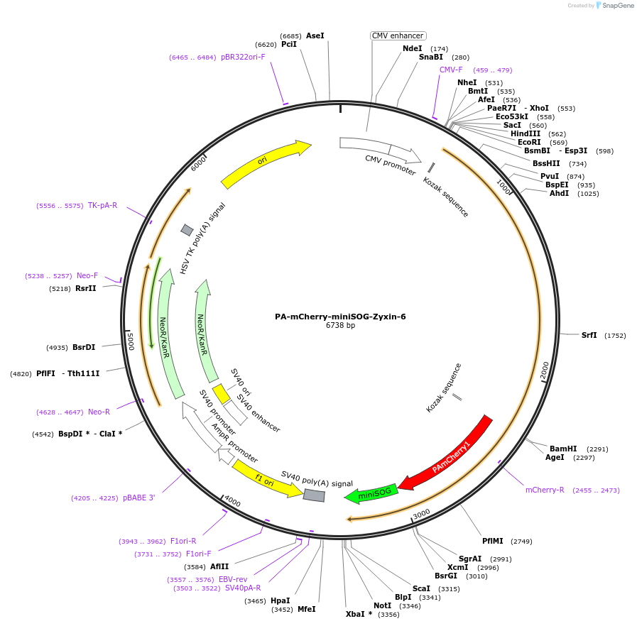 57802-plasmid-map-sequence-id-201677