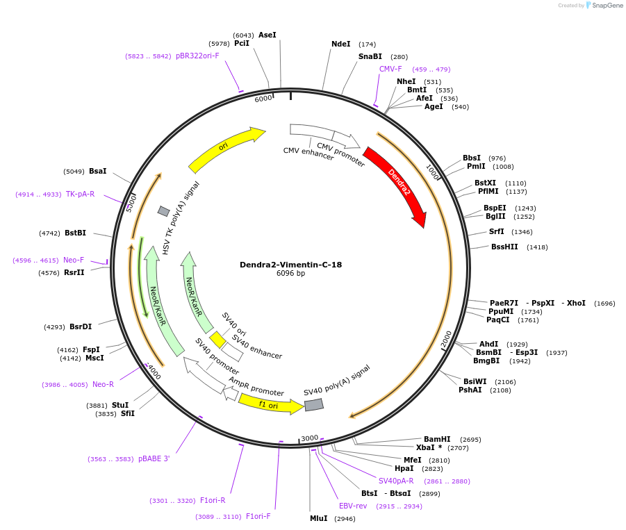 57746-plasmid-map-sequence-id-201681
