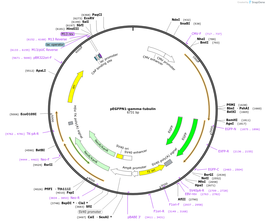 87956-plasmid-map-sequence-id-201686