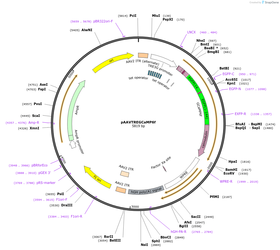 97410-plasmid-map-sequence-id-201691