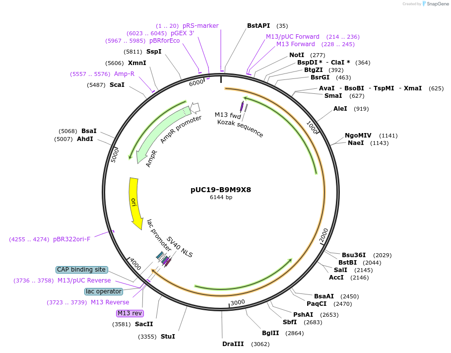 103072-plasmid-map-sequence-id-201695