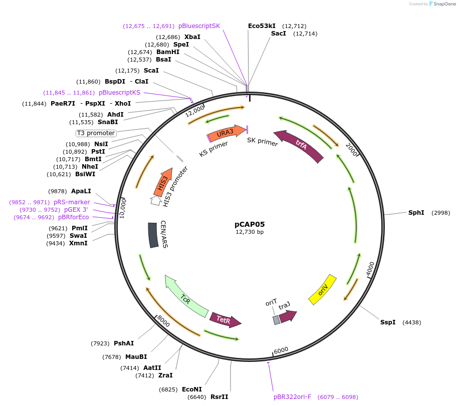 102920-plasmid-map-sequence-id-201696