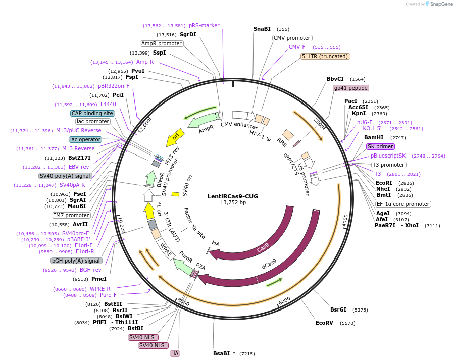 104183-plasmid-map-sequence-id-201743