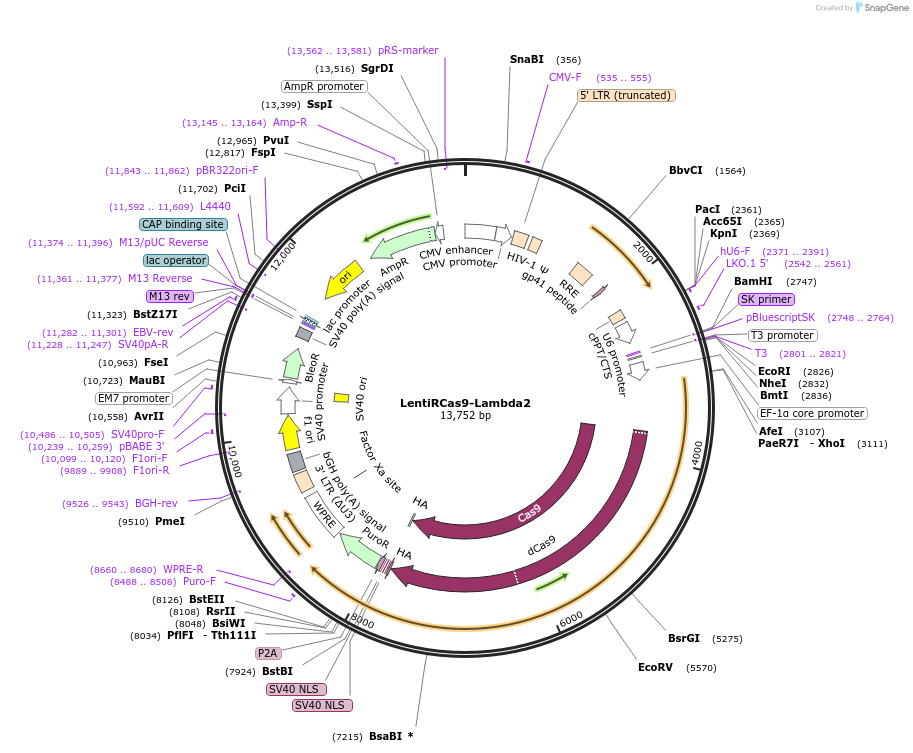 104184-plasmid-map-sequence-id-201745