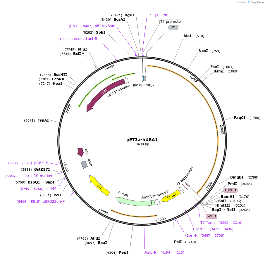 63571-plasmid-map-sequence-id-201748