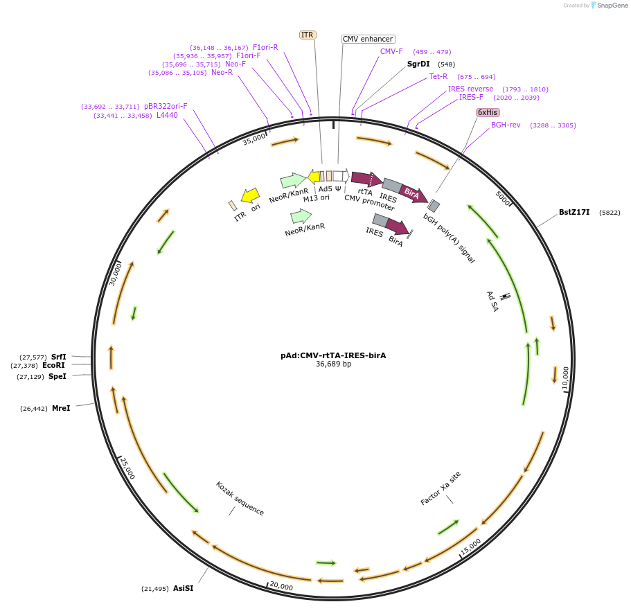 31375-plasmid-map-sequence-id-201755