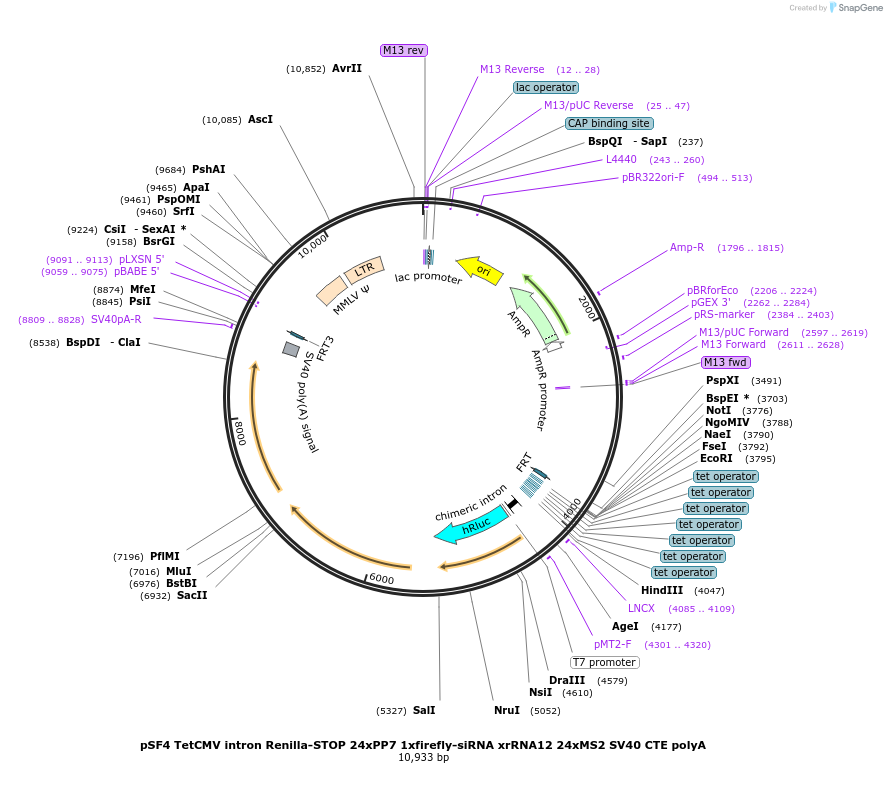 104095-plasmid-map-sequence-id-201866