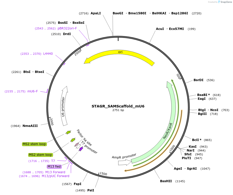 102845-plasmid-map-sequence-id-201868