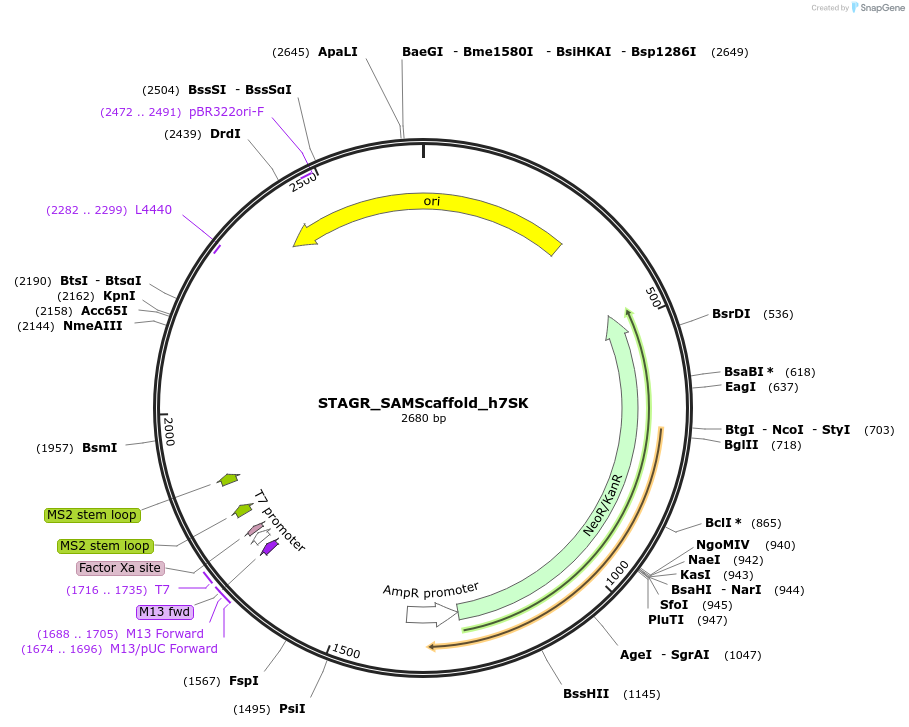102846-plasmid-map-sequence-id-201873
