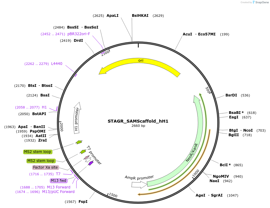 102847-plasmid-map-sequence-id-201874