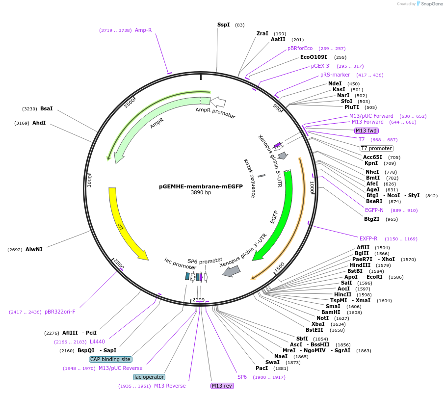 105526-plasmid-map-sequence-id-201901