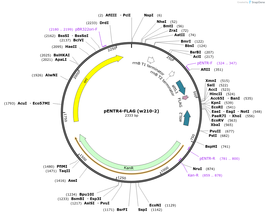 17423-plasmid-map-sequence-id-201956