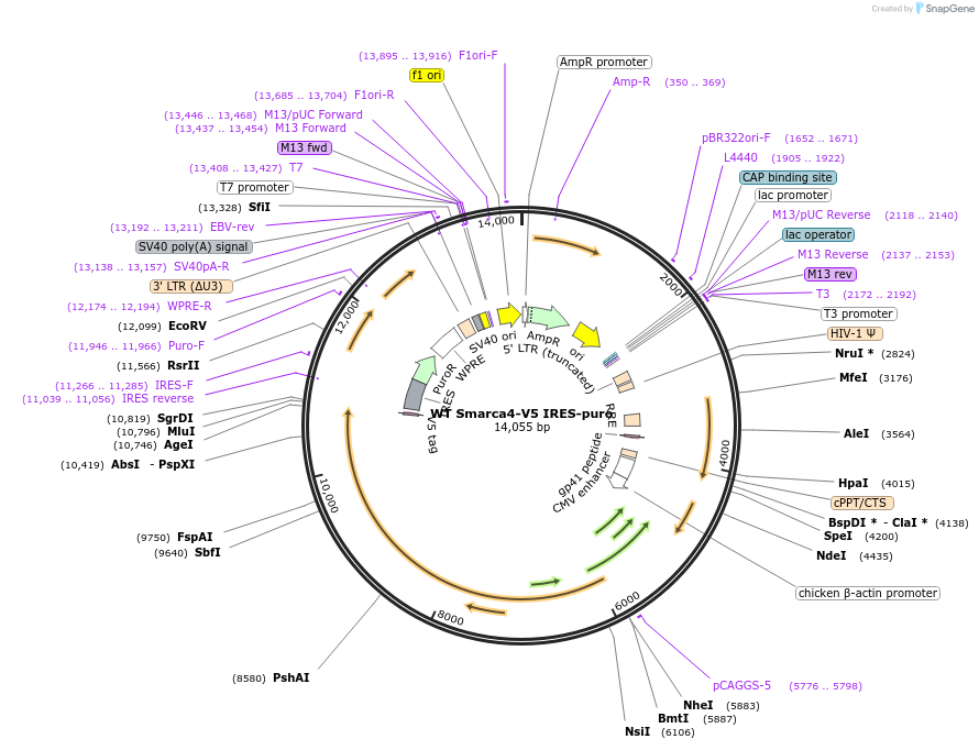 107058-plasmid-map-sequence-id-201960