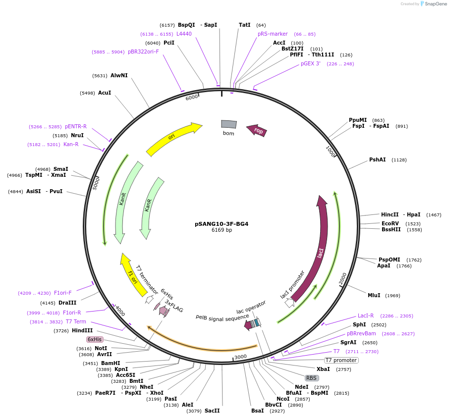 55756-plasmid-map-sequence-id-201962