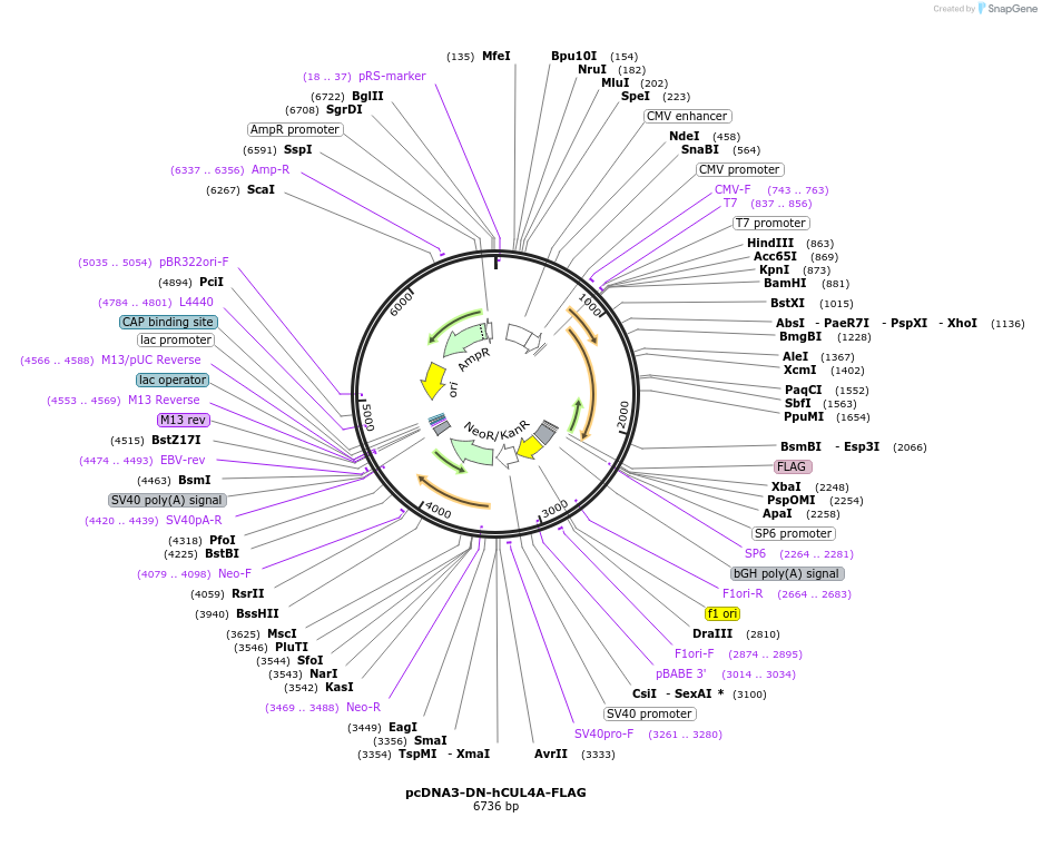 15821-plasmid-map-sequence-id-201965