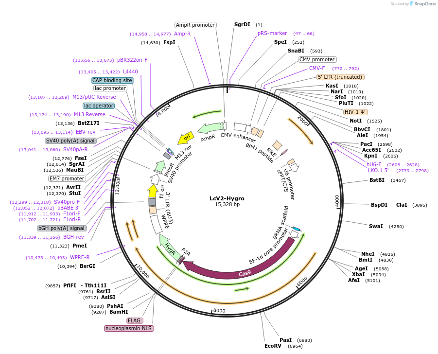 91977-plasmid-map-sequence-id-201977