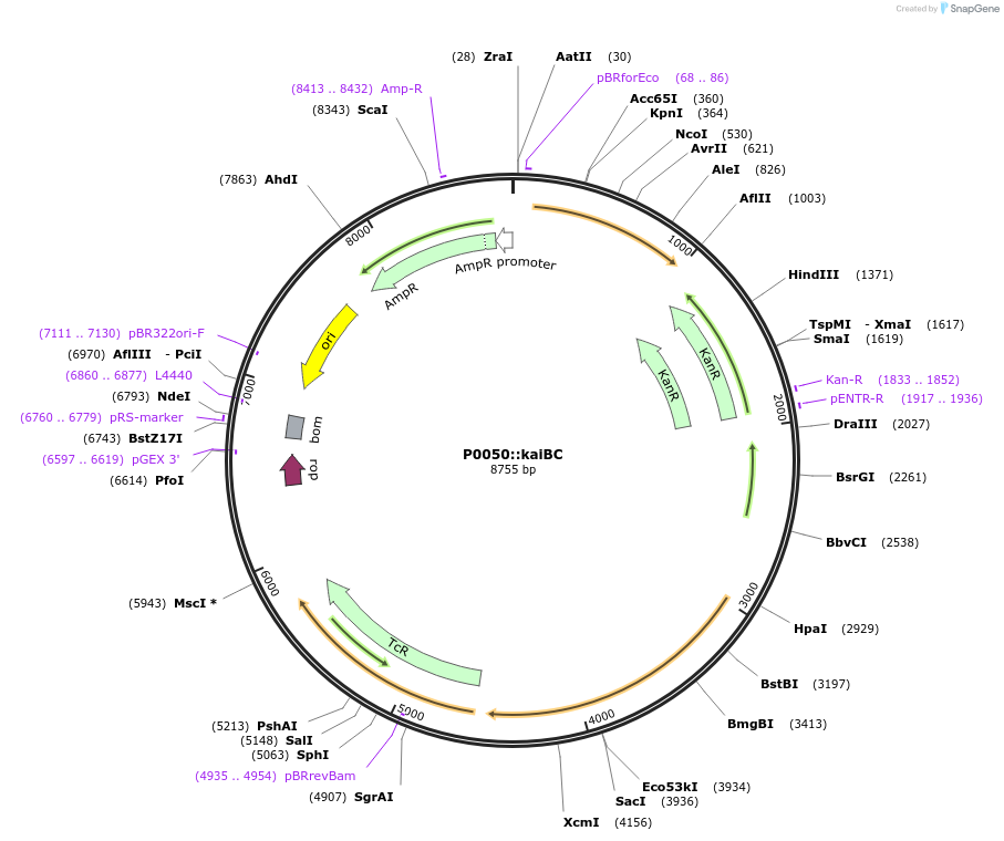 101828-plasmid-map-sequence-id-201978