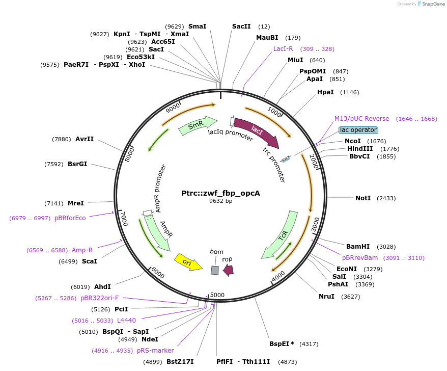 101846-plasmid-map-sequence-id-201981