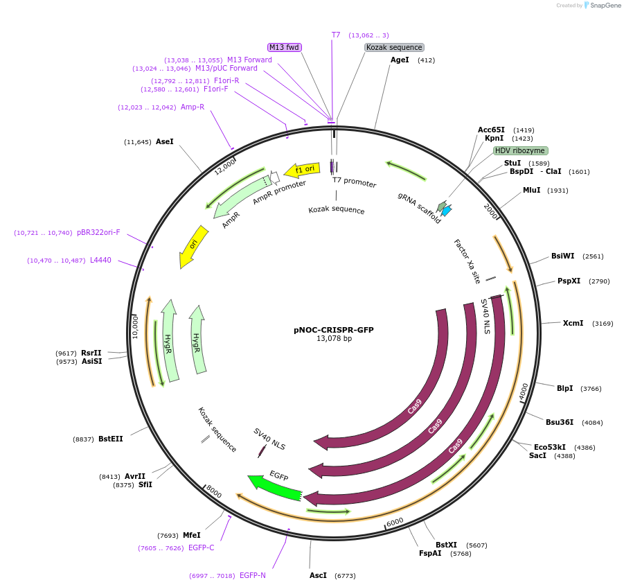 100009-plasmid-map-sequence-id-202006
