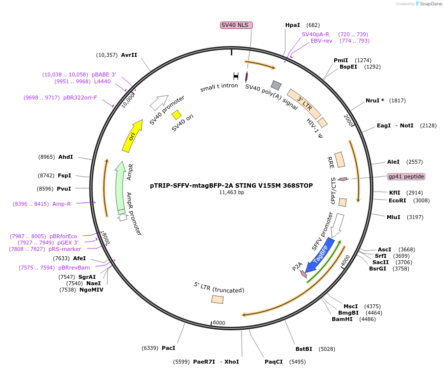 102596-plasmid-map-sequence-id-202010