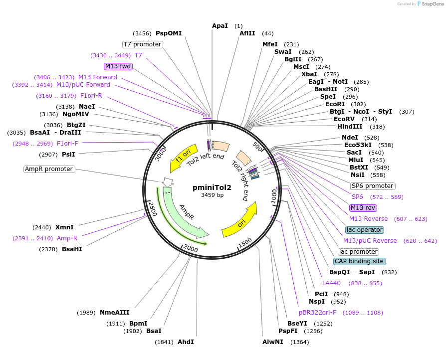 31829-plasmid-map-sequence-id-202023