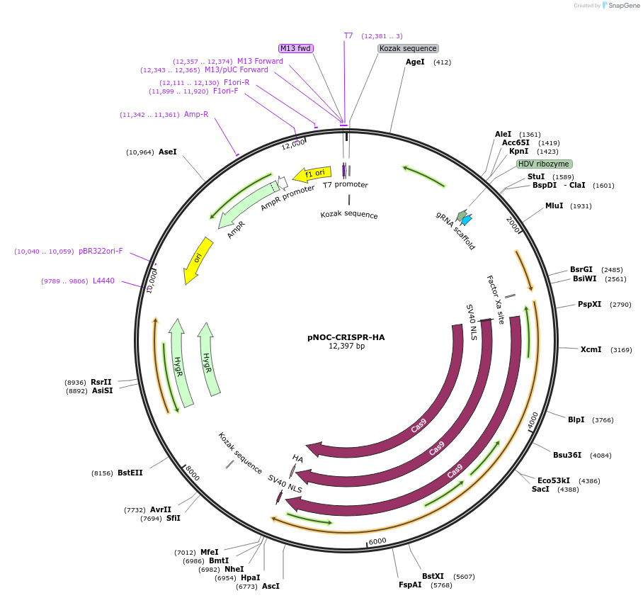 99370-plasmid-map-sequence-id-202027