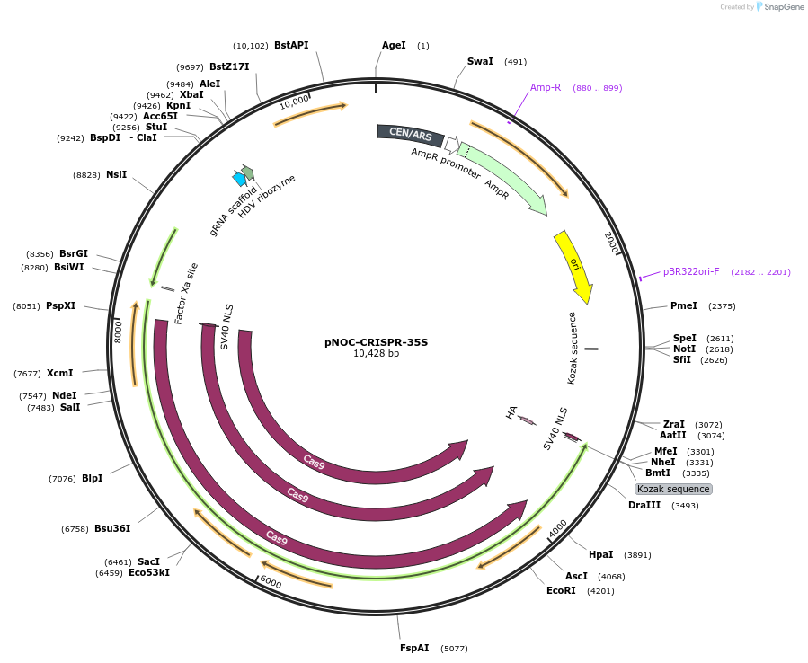 99861-plasmid-map-sequence-id-202028