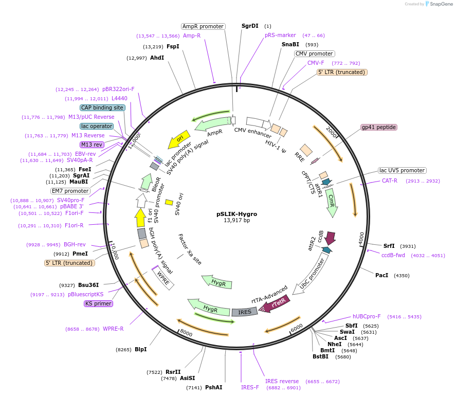 25737-plasmid-map-sequence-id-202030