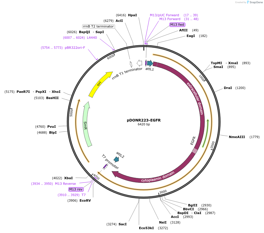 23935-plasmid-map-sequence-id-202034
