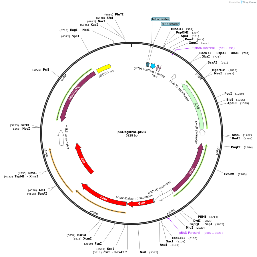 102284-plasmid-map-sequence-id-202037