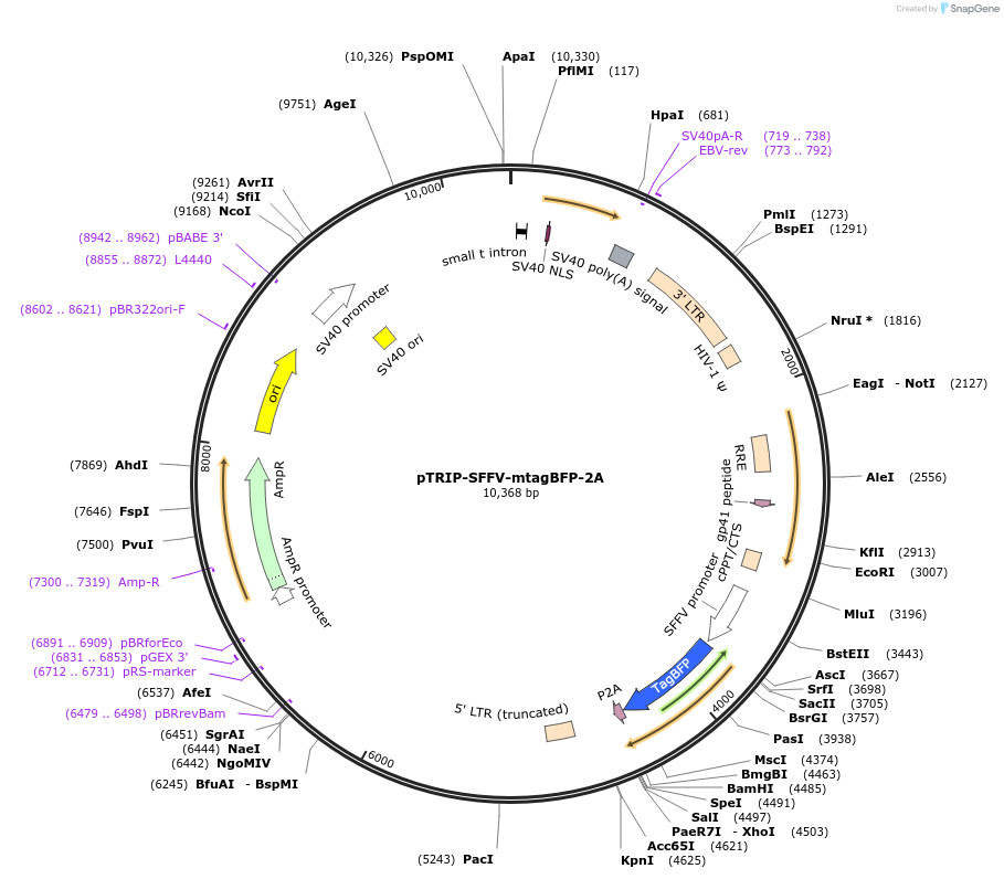 102585-plasmid-map-sequence-id-202055