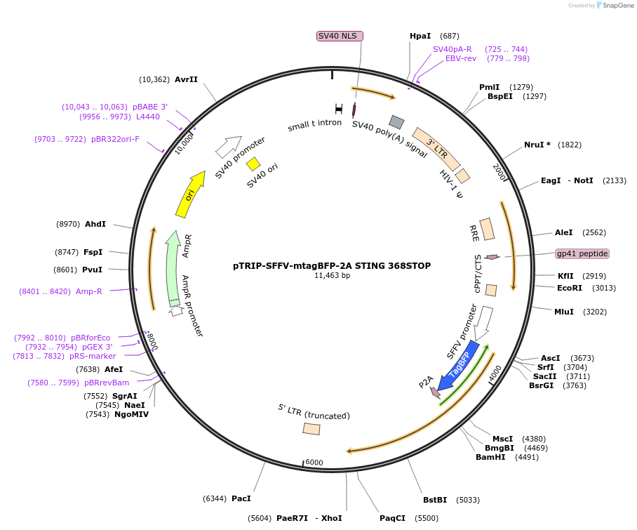 102590-plasmid-map-sequence-id-202062