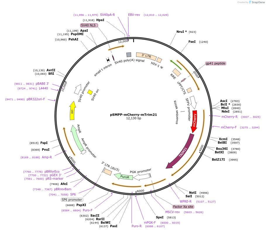 104971-plasmid-map-sequence-id-202099